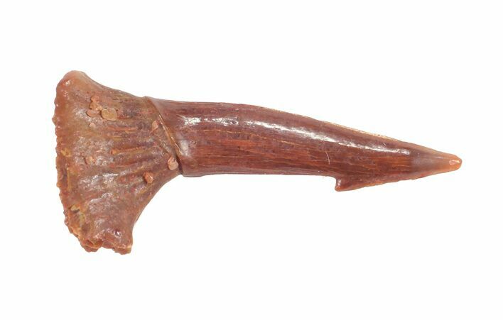 Cretaceous Giant Sawfish (Onchopristis) Rostral Barb #61593